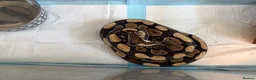 Python Snake reptiles for sale: 2 bull pythons for sale boy and girl - Advert 12
