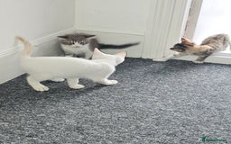 Mixed Breed cats for sale: White kitten  - Image 5