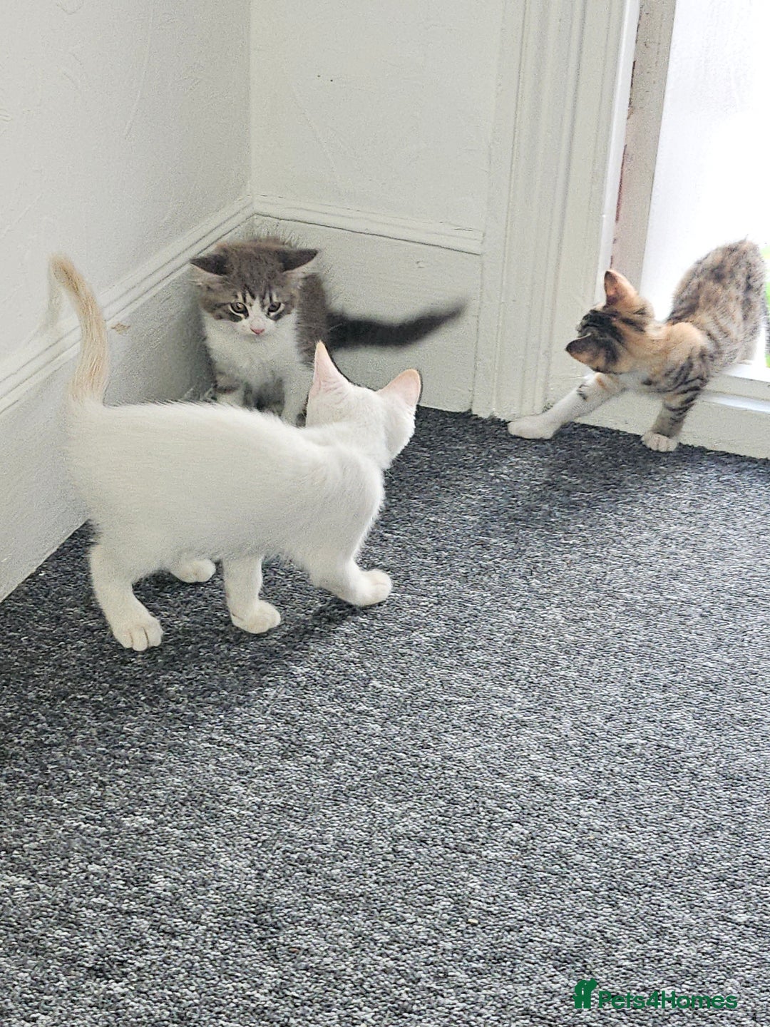 Mixed Breed cats for sale: White kitten  - Image 5