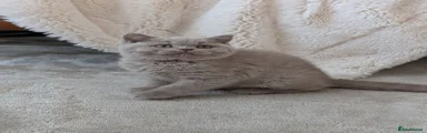 Female lilac shorthair