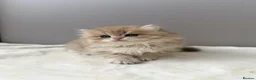 British Longhair cats for sale: Champion lines Golden British Longhairs - Advert 3