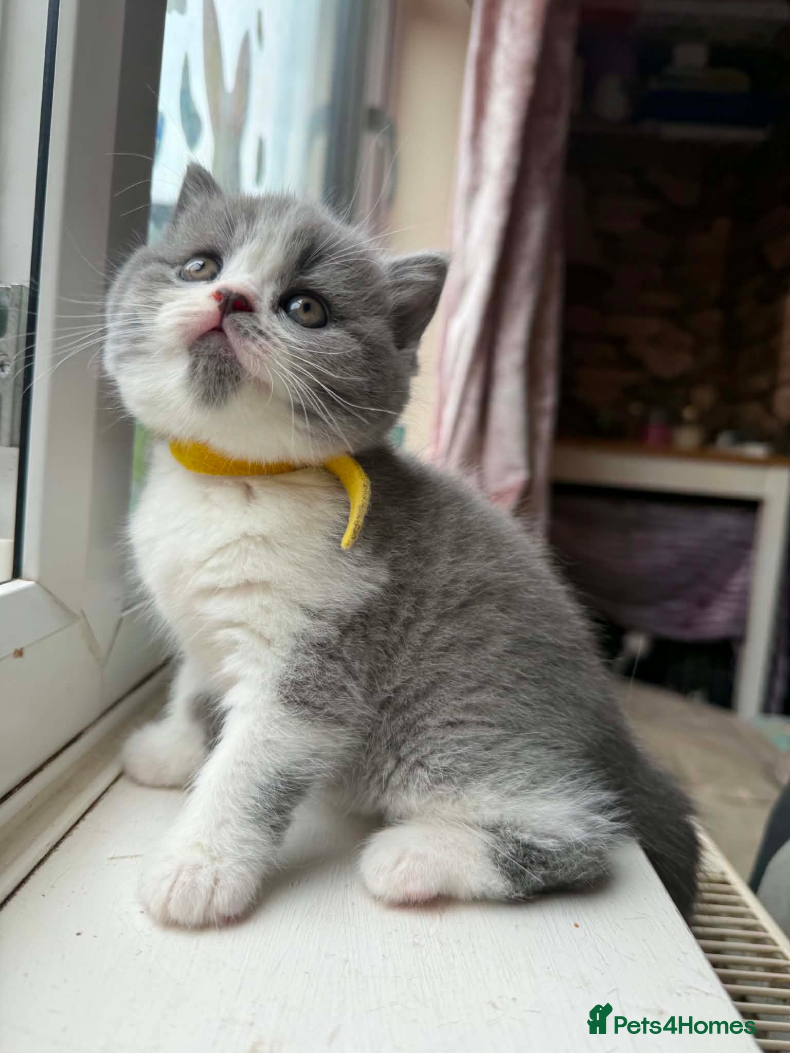 British Shorthair cats Kittens BSH/BLH - Advert 8
