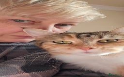 Maine Coon cats for sale: Gccf maincoon kittens. Ready from the 20th Sept  - Image 27
