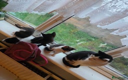 Mixed Breed cats for sale: 3 kittens looking for loving home - Image 5