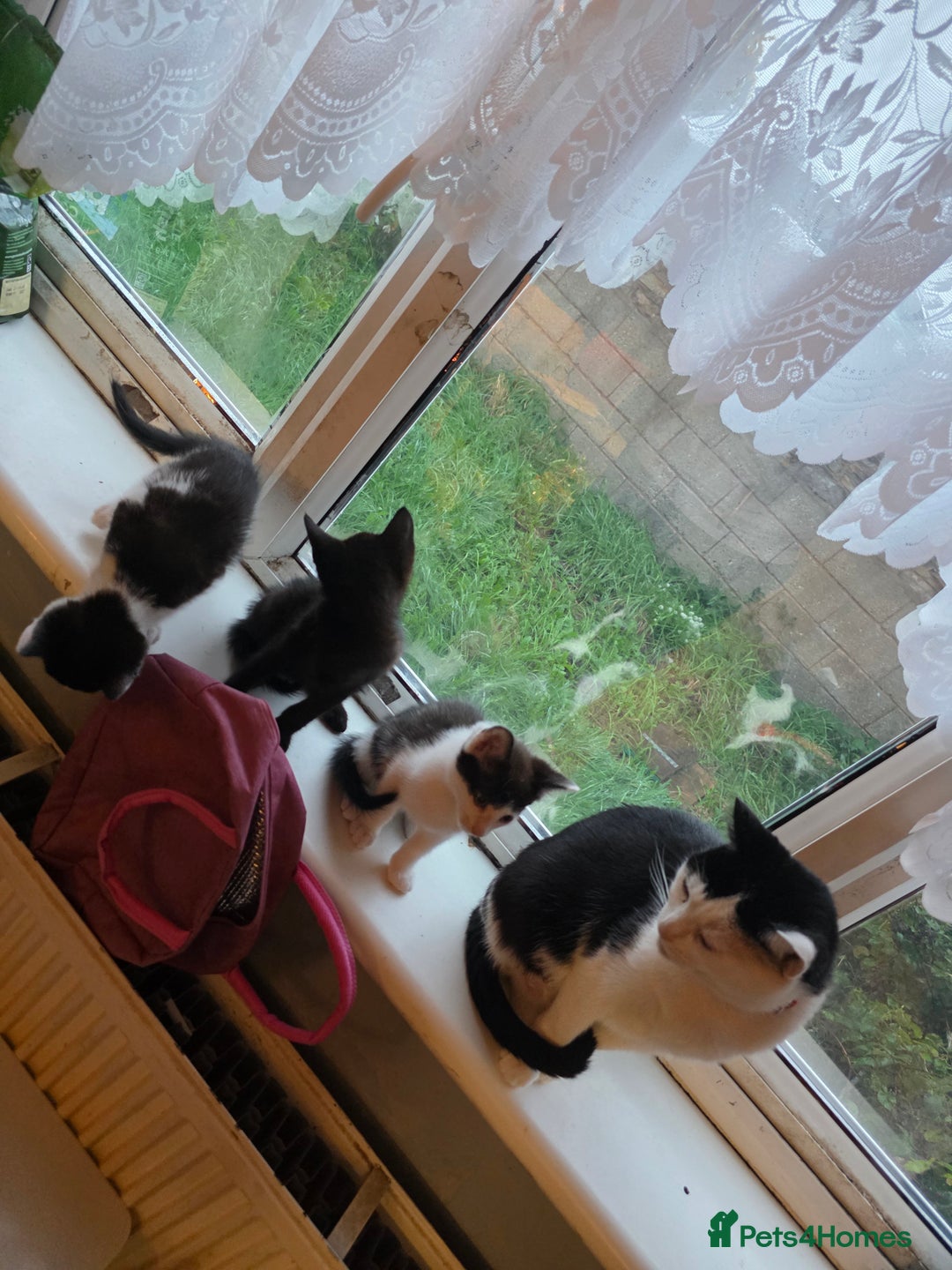 Mixed Breed cats for sale: 3 kittens looking for loving home - Image 5