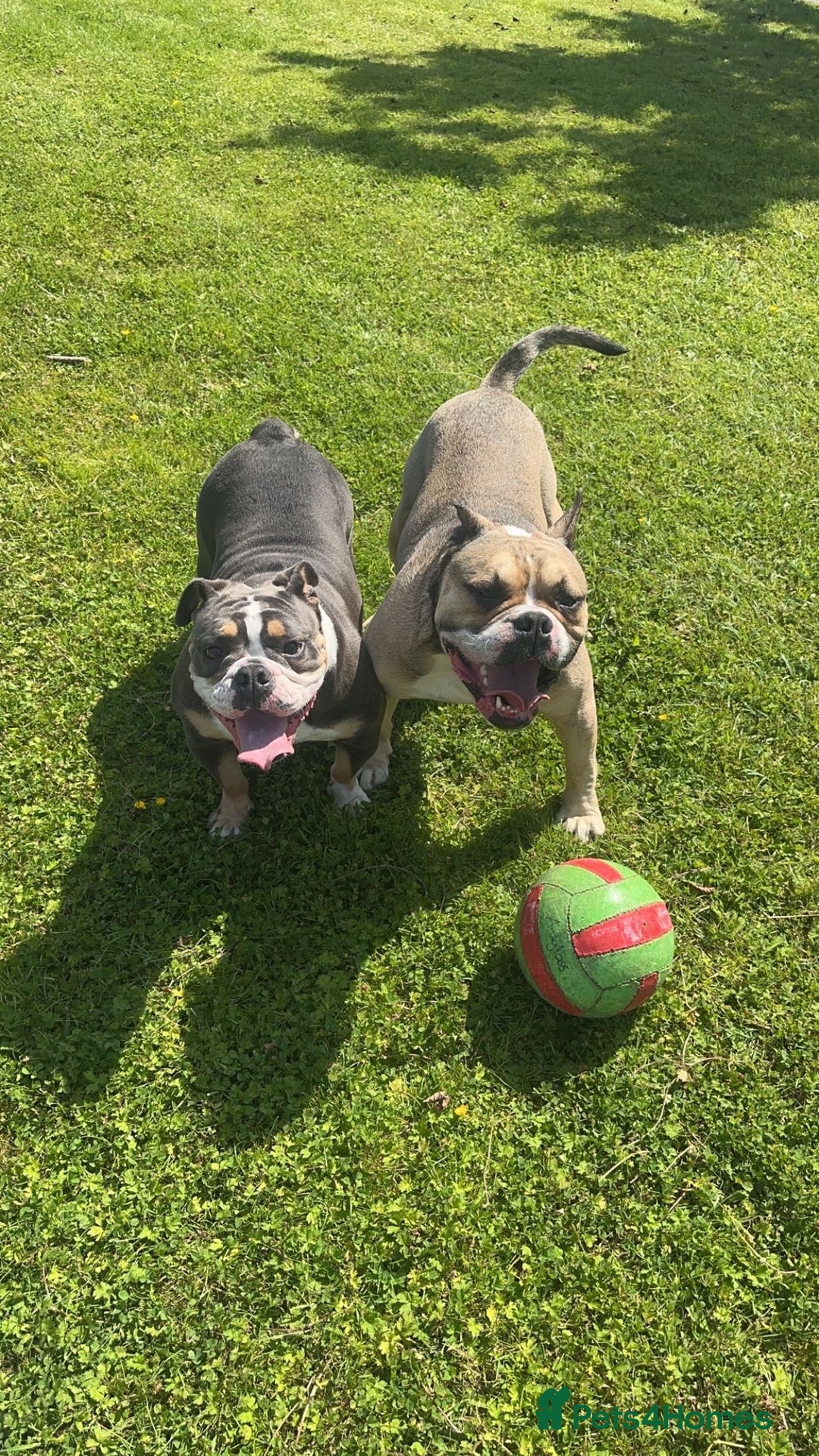 Olde English Bulldogge dogs for sale: Olde English Bulldogge Puppies  - Image 8