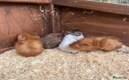 Guinea Pig rodents for sale: little piggies  - Image 3