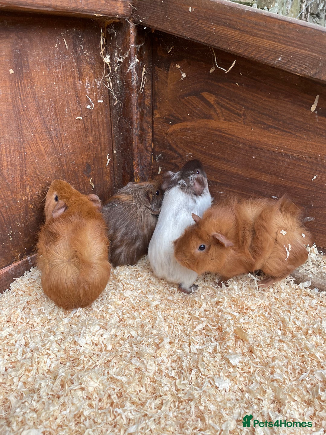 Guinea Pig rodents for sale: little piggies  - Image 3