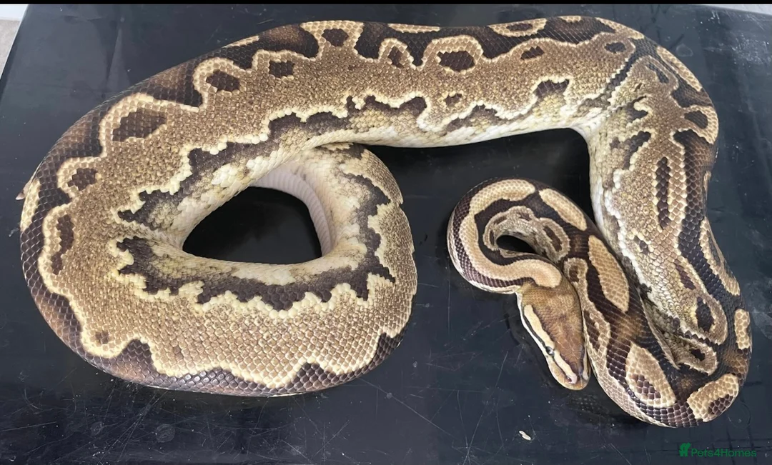 Python Snake reptiles for sale: Royal pythons for sale - Bristol - Advert 9