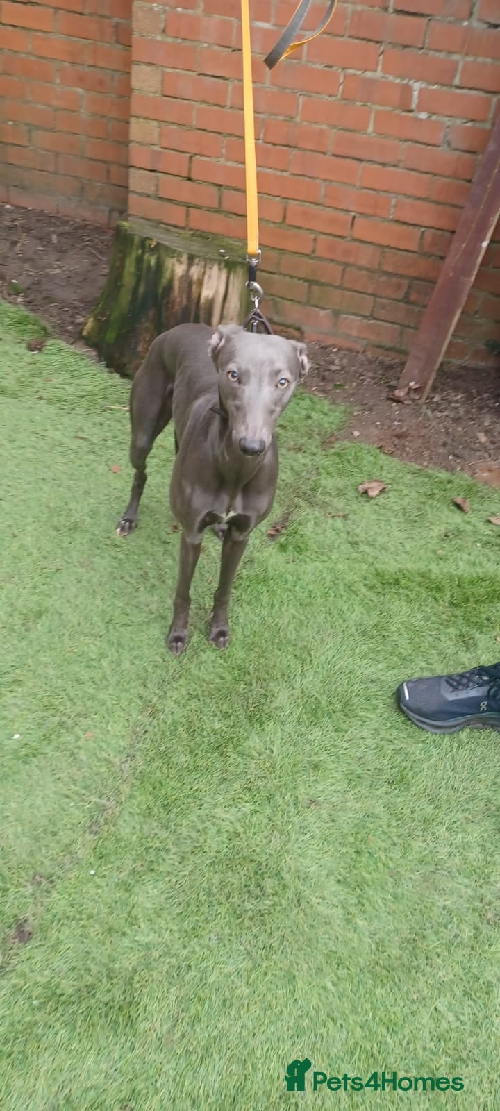 Whippet dogs Blue 6 - Advert 1