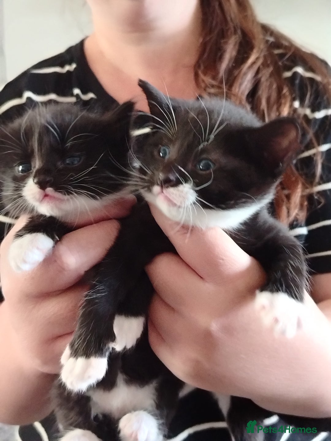 British Shorthair cats for sale: Kittens - Image 1