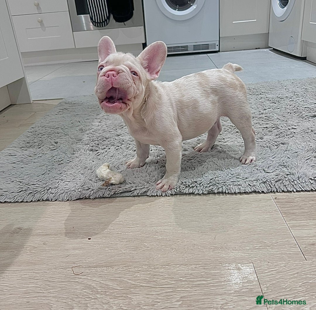 French Bulldog dogs for sale: KC reg 4 panel health test + DNA Male Frenchie Pup - Advert 7