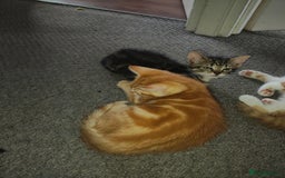 Mixed Breed cats for sale: Kittens - Image 4