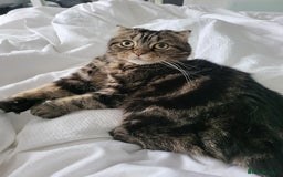 Scottish Fold cats for sale: A 7 year old Scottish Fold to be loved  - Image 2