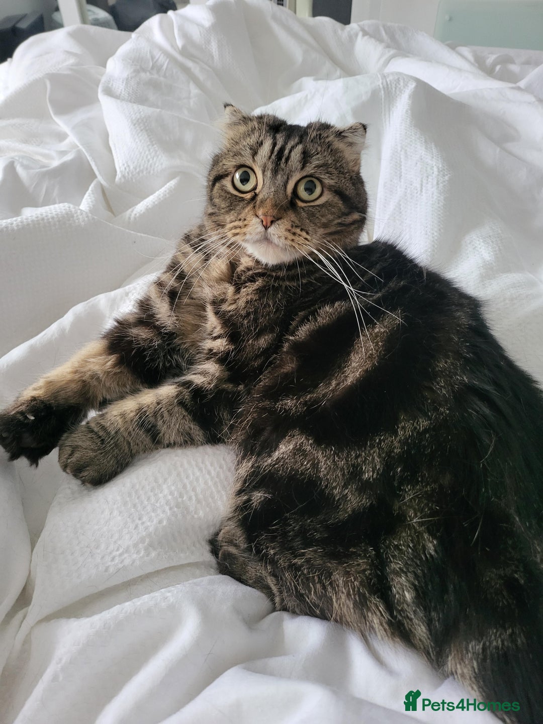 Scottish Fold cats for sale: A 7 year old Scottish Fold to be loved  - Image 2