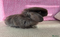 Mini Lop rabbits for sale: Beautiful mini lop kits  - Image 3