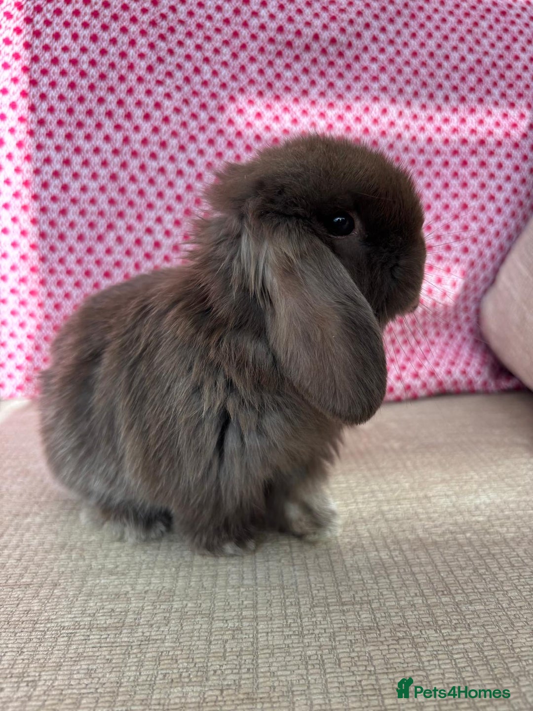 Mini Lop rabbits for sale: Beautiful mini lop kits  - Image 3