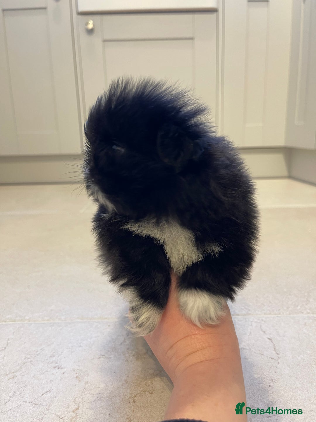 Pekingese dogs for sale: Gorgeous KC registered Pekingese Puppies  - Advert 2