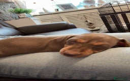Dachshund dogs for sale: Dachshund puppies  - Image 2