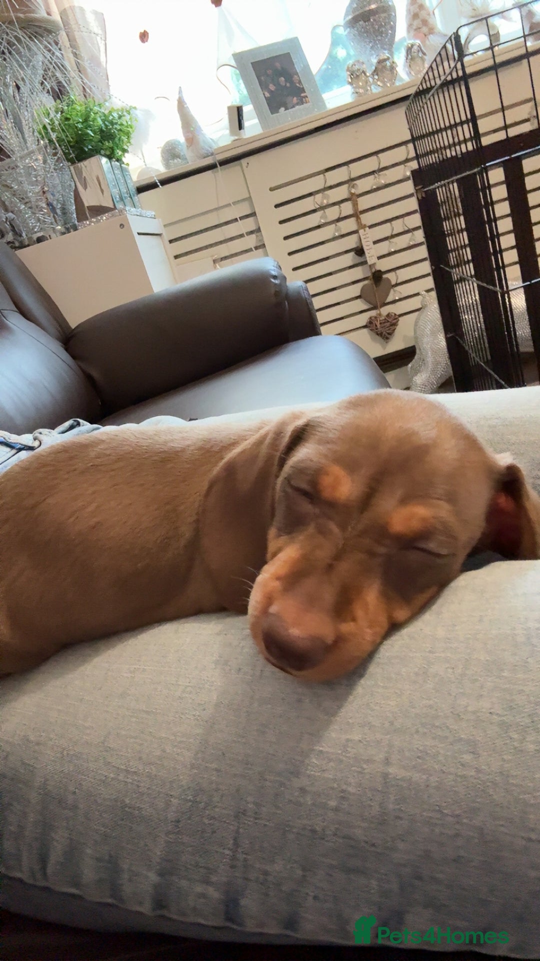 Dachshund dogs for sale: Dachshund puppies  - Image 2