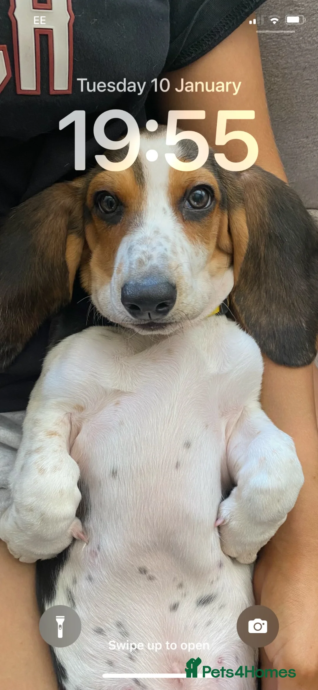 Basset Hound dogs for sale: Basset Hound Puppies - Advert 13