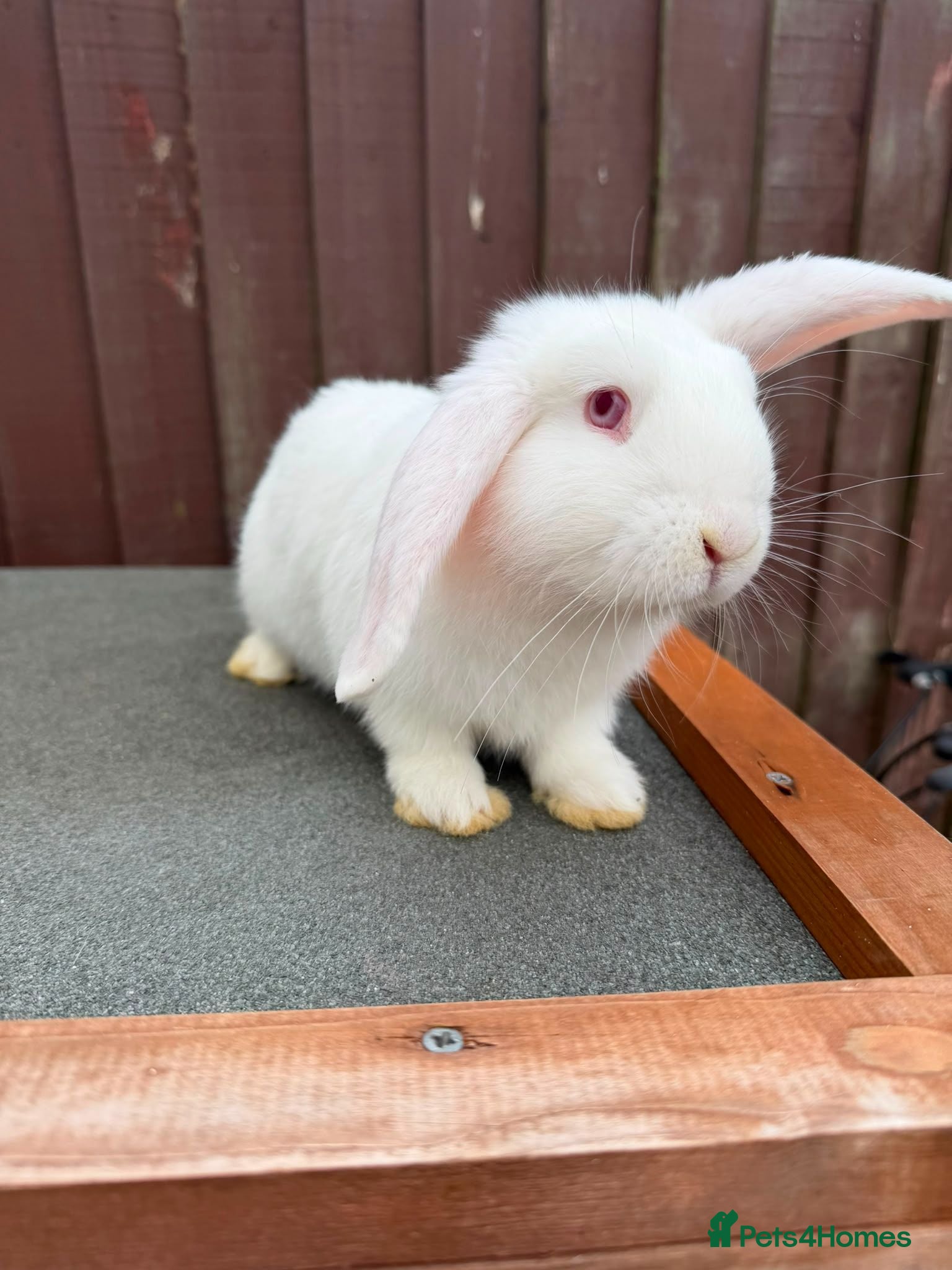 Mini Lop rabbits 2 x Mini Lop X angora Boys AVAILABLE NOW - Advert 1