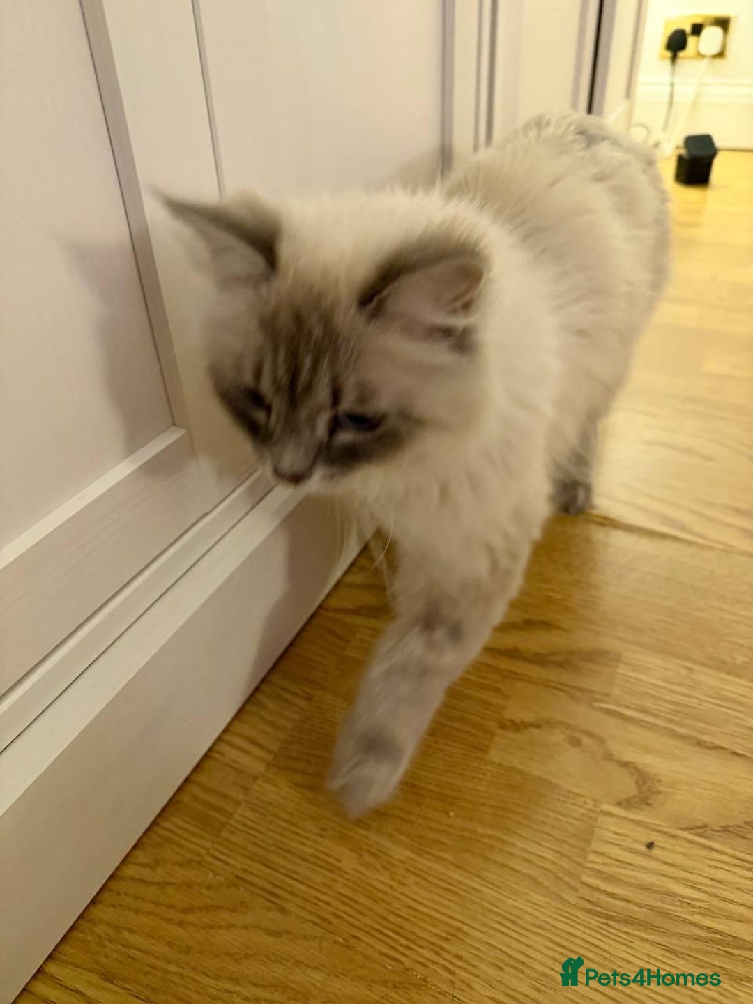 Siberian cats for sale: Rare Siberian Cats Available😻💯 - Advert 7