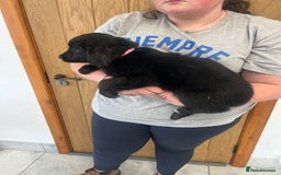 Mixed Breed dogs for sale: Gorgeous golden retriever mix litter - Image 15