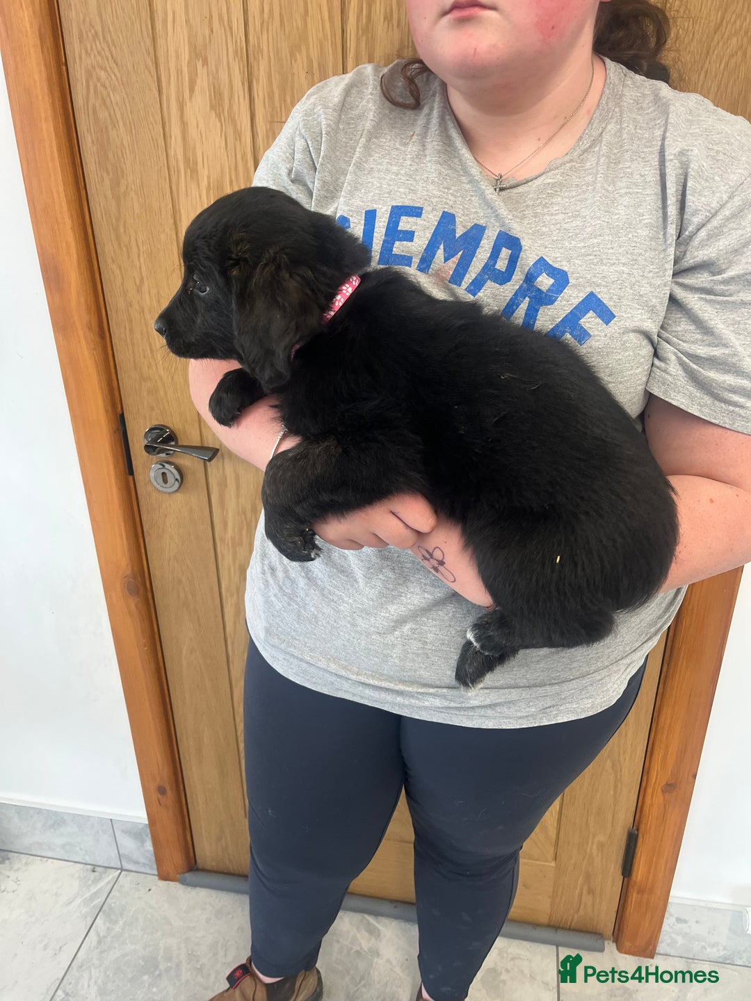 Mixed Breed dogs for sale: Gorgeous golden retriever mix litter - Image 15