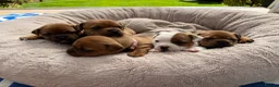 Staffordshire Bull Terrier dogs for sale: Exceptional Red &White Staffordshire Bull Terrier  - Advert 12