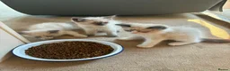 Ragdoll cats for sale: GCCF Ragdoll Kittens in Chichester - Advert 29
