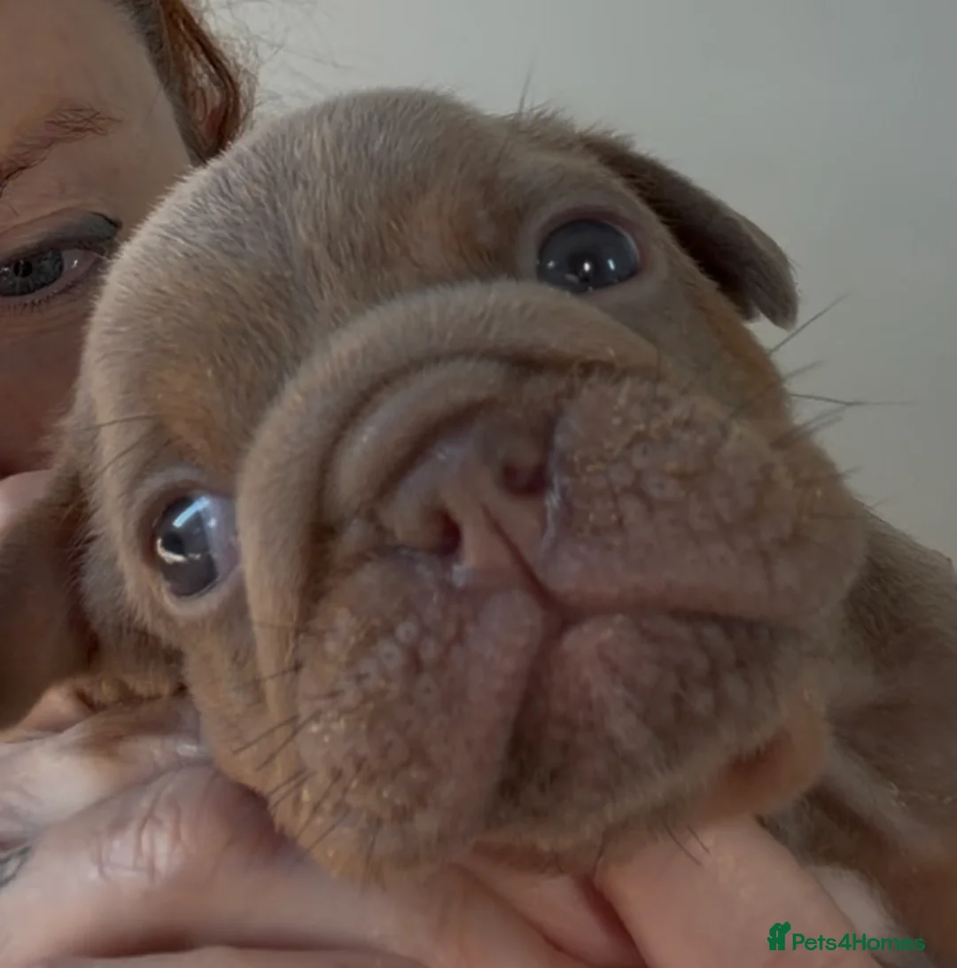 English Bulldog dogs for sale: 🏆 🏅KC reg ENGLISH BULLDOG pups 🏅🏆 - Advert 2