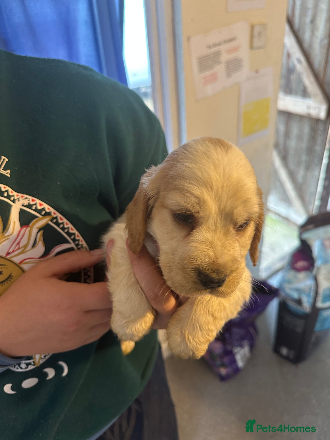 Cocker Spaniel dogs for sale: 1 boy available orange roan  - Advert 10