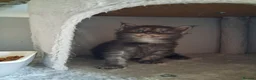 Maine Coon cats for sale: 🐾 **Beautiful Maine Coon Kittens for Sale** 🐾 in Thetford - Advert 7