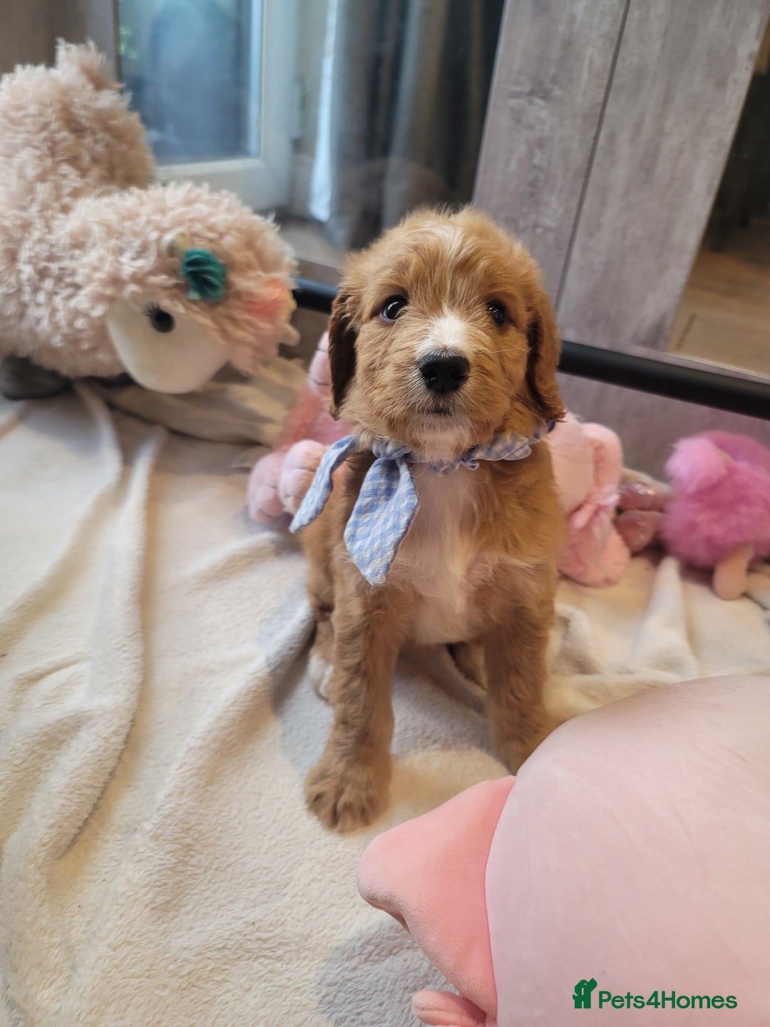 Cockapoo dogs for sale: Adorable Cockerpoo Puppies - Image 20