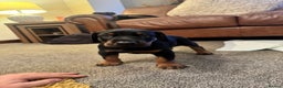 Dobermann dogs for sale: Dobermann puppies - Advert 3