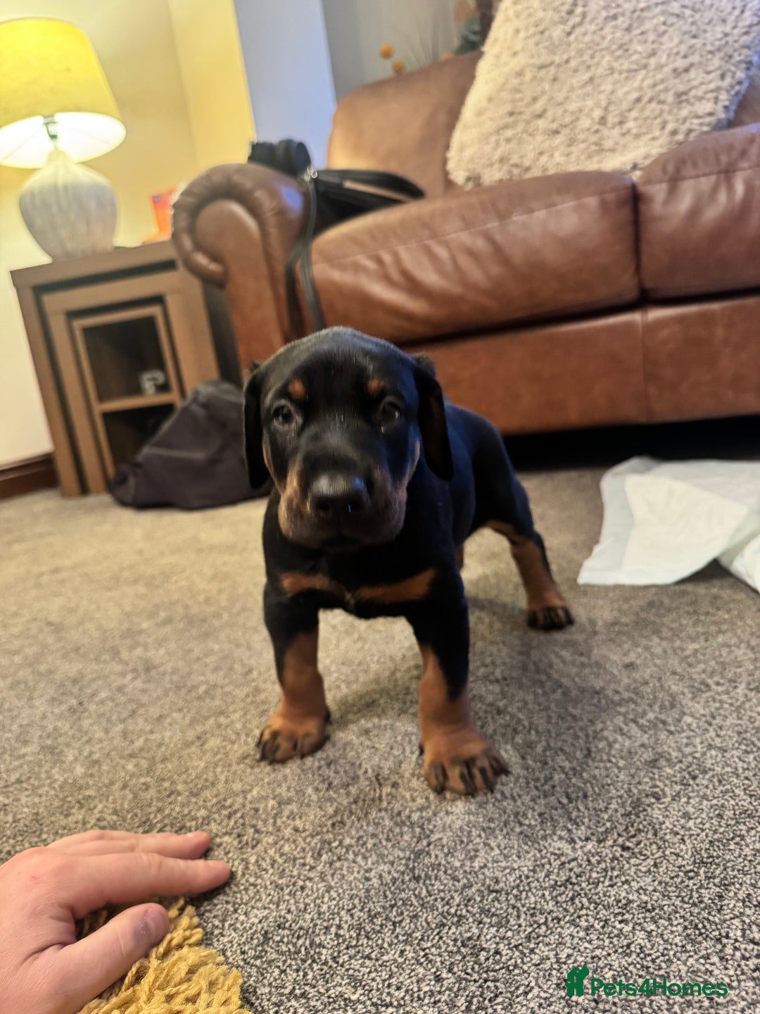 Dobermann dogs for sale: Dobermann puppies - Advert 3