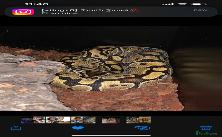Python Snake reptiles - Advert 5