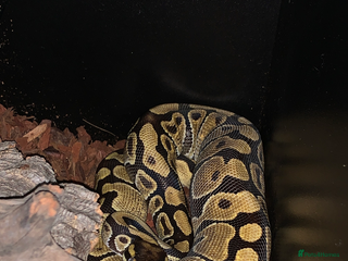 Python Snake reptiles for sale - Advert 1
