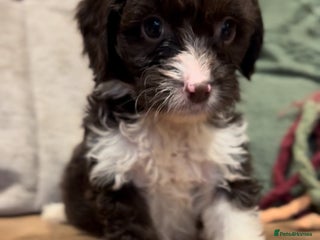 Cockapoo dogs Cockapoo puppies - Advert 1