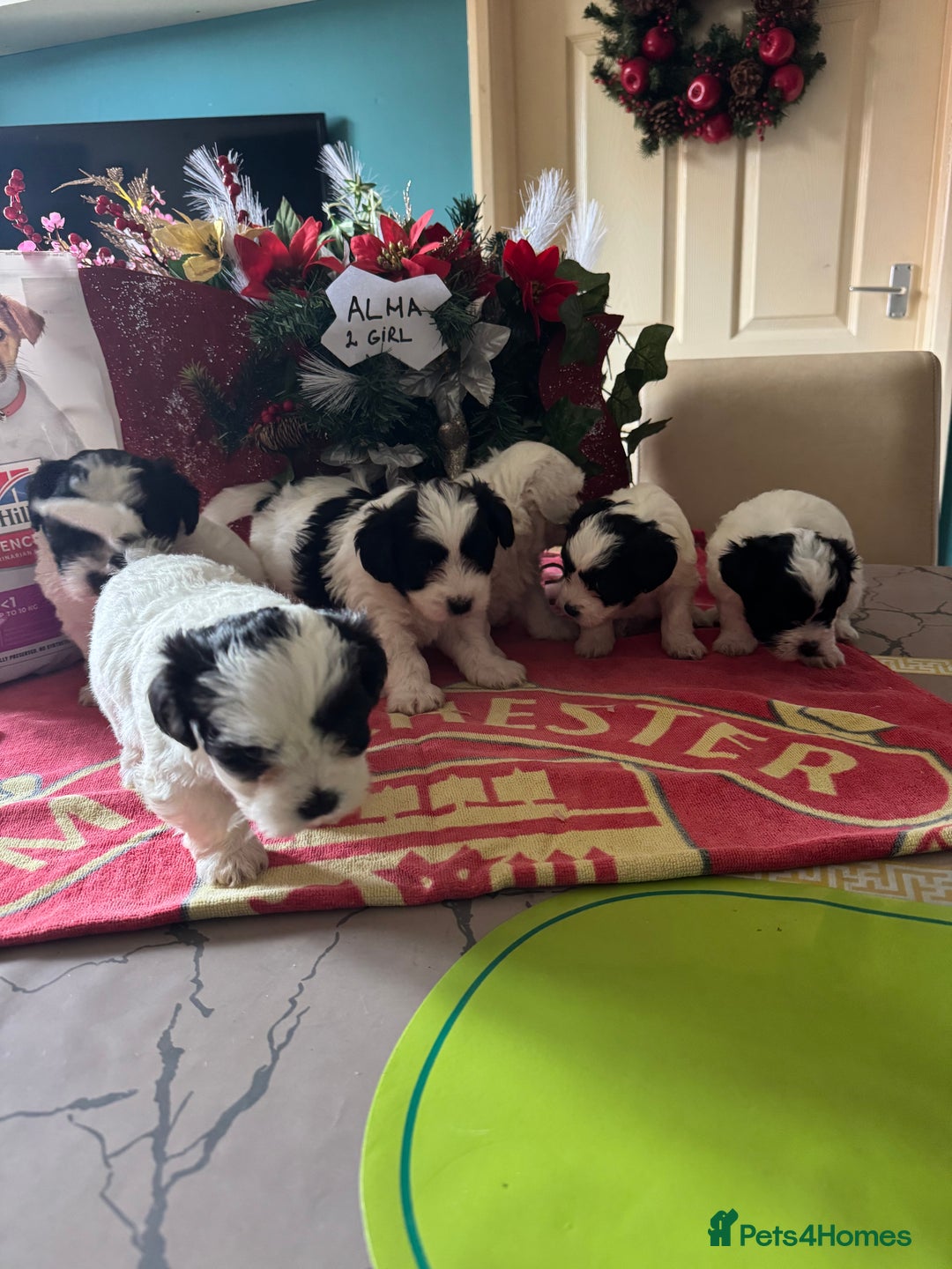 Bichon Frise dogs for sale: Bichon Frise X Bichon Havanez  - Image 19