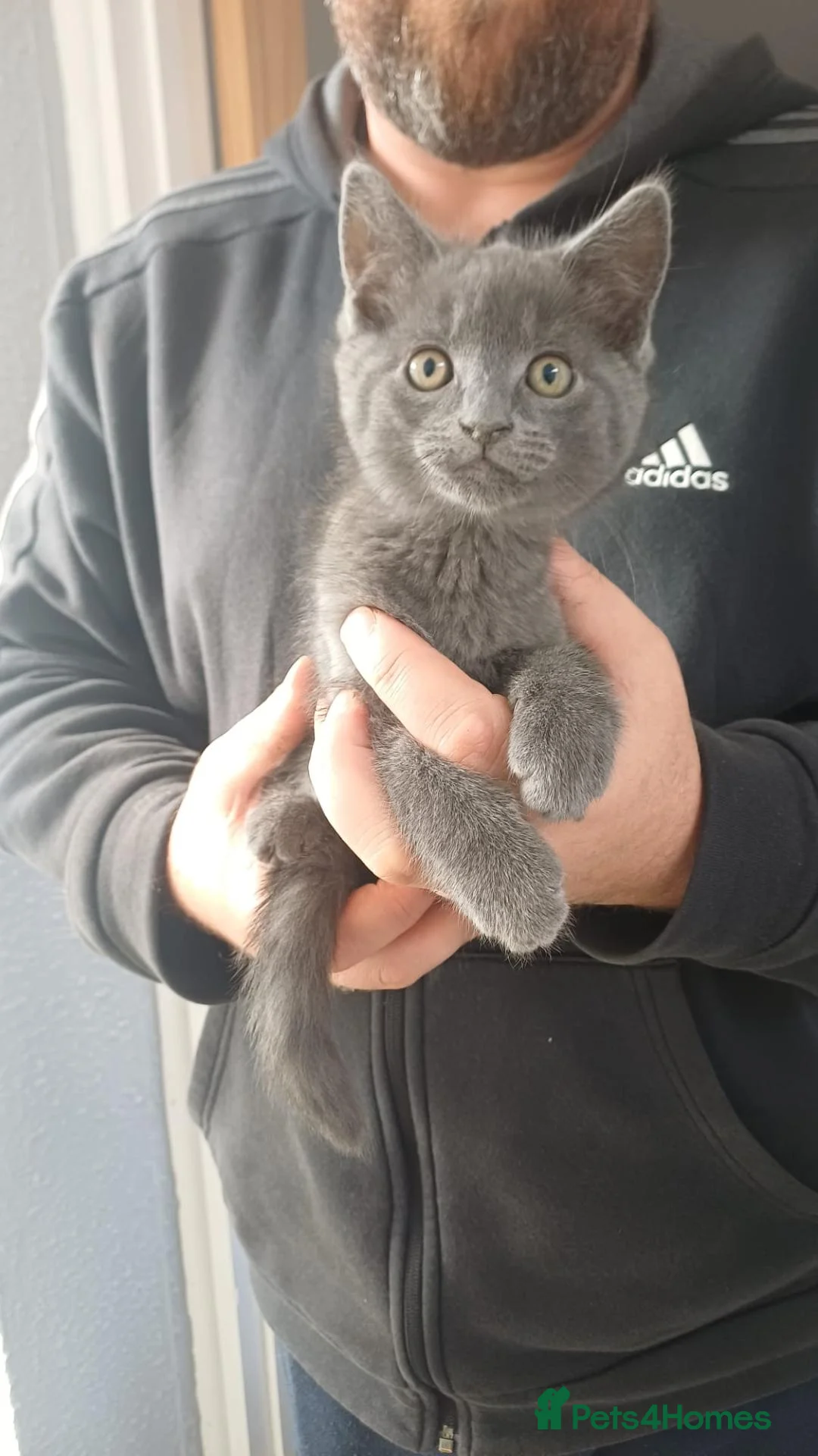 Mixed Breed cats for sale: Kittens  - Advert 2