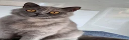 British Shorthair cats for sale: British Shorthair blue/cream girl.  - Advert 4