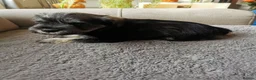 Miniature Schnauzer dogs for sale: Miniature Schnauzer puppies  in Kirkcaldy - Advert 7