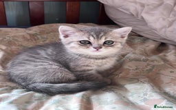 British Shorthair cats for sale: Scottish Straight/British Shorthair - Image 12