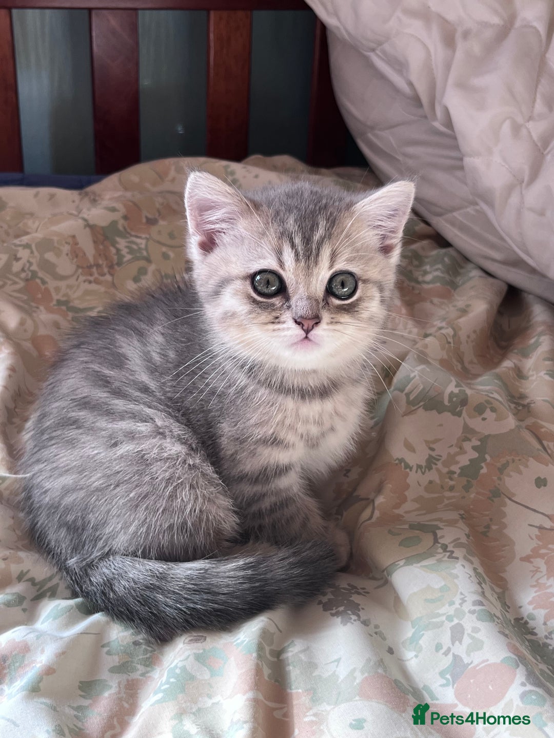 British Shorthair cats for sale: Scottish Straight/British Shorthair - Image 12