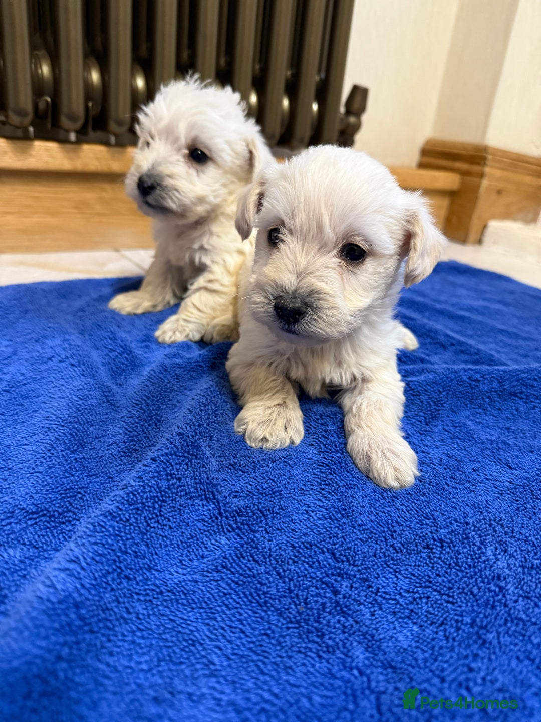 Mixed Breed dogs for sale: DNA Health tested Westiepoos  - Advert 1