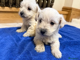 Mixed Breed dogs DNA Health tested Westiepoos - Advert 16