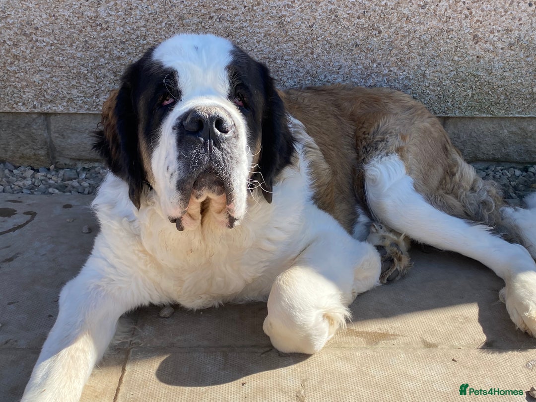Saint Bernard dogs for sale: Gorgeous Saint Bernard puppies looking for homes - Image 23