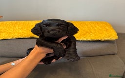 Cocker Spaniel dogs for sale: Working cocker spaniel puppies - Image 13
